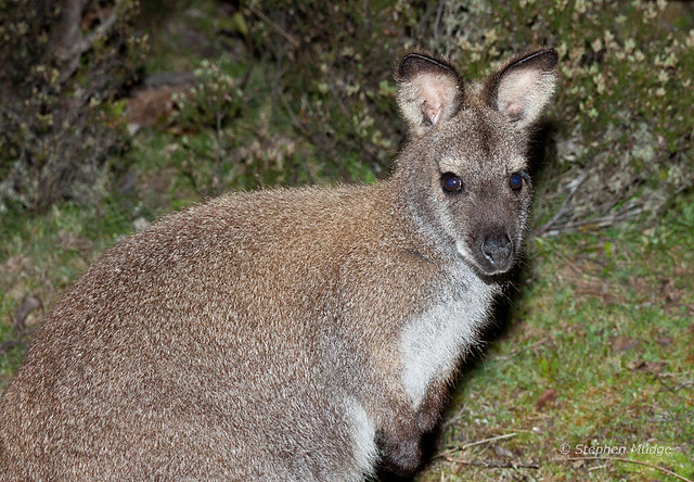 Bennetts Wallaby in the wild #1
