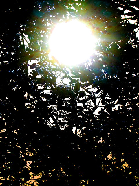 Sun through the leaves.