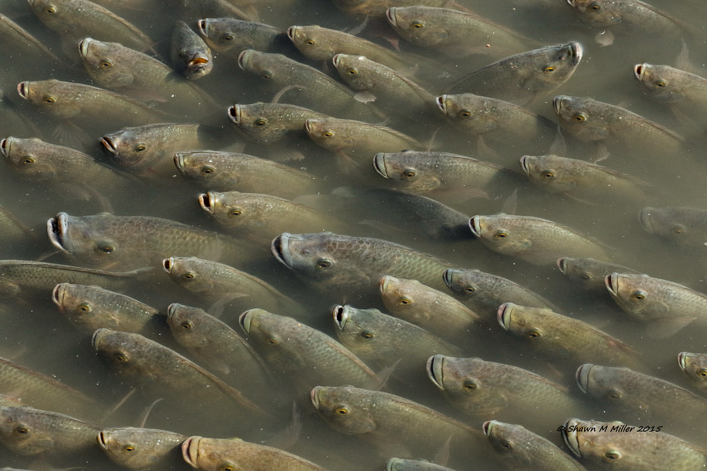 Invasive Fish In Okinawa Tilapia Tilapia Are An Introduce Flickr