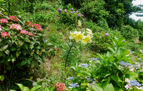 Sun, 30/06/2013 - 13:17 - 裏山に登ると花がたくさん