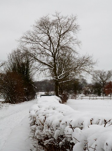 Winter Scene | by Unbendiecowfish