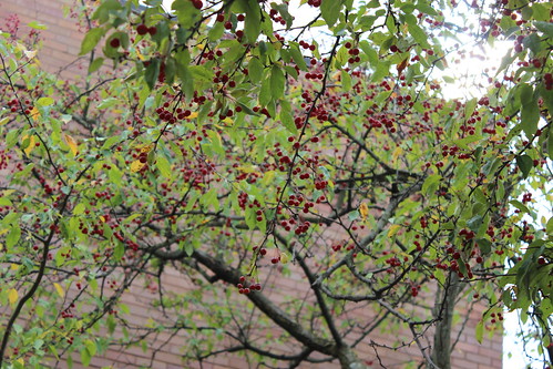 tree with hard red berries in fall, Quincy FL