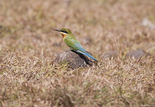 "Blue-tailed Bee-eater (Merops philippinus)" | by Fatih Nasrulloh