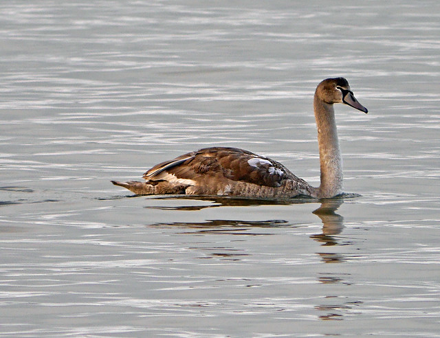 juvenile mute swan