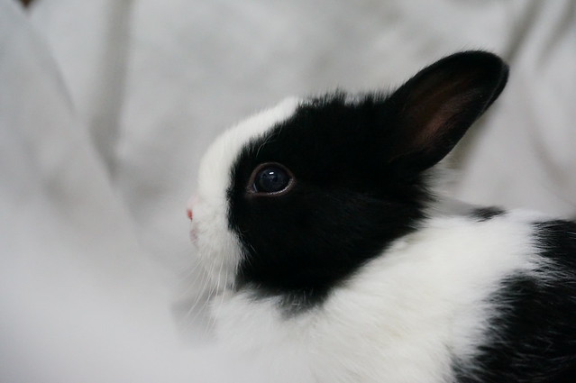 小幼兔 Young Rabbit