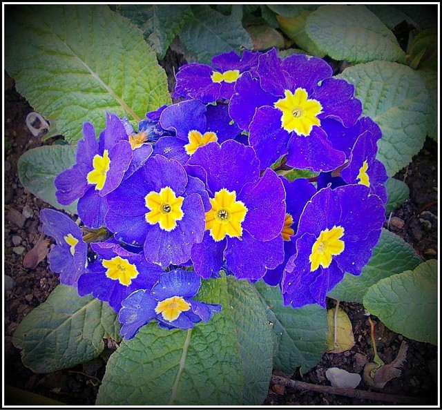 Another Primula ..