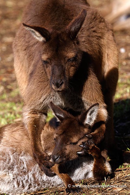 Red kangaroos -  Kangaroo Island, Australia
