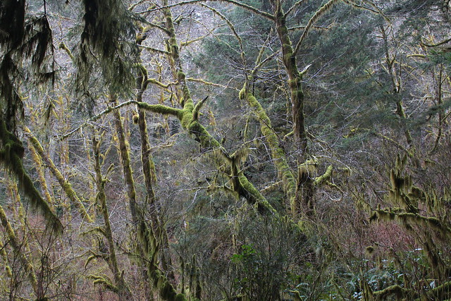 The forest on Cape Mountain was a mossy tangle