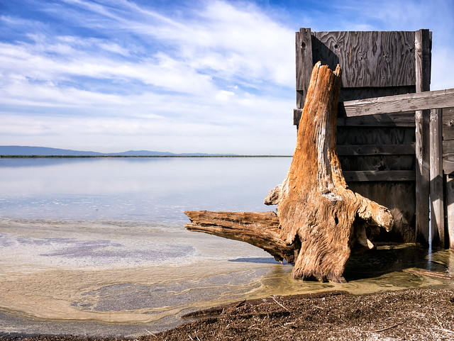2015-02-11 - Old Man Wood by the water