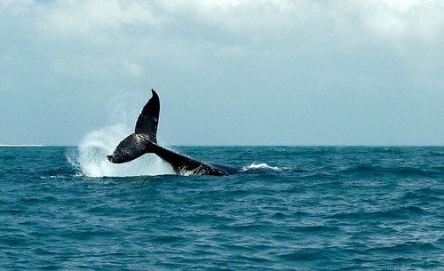 Humpback whale