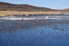 Flamingos am Vulkan Tunupa