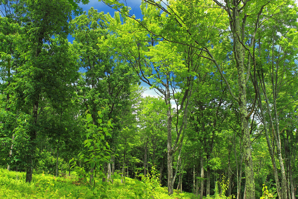 Johnson Run Trail