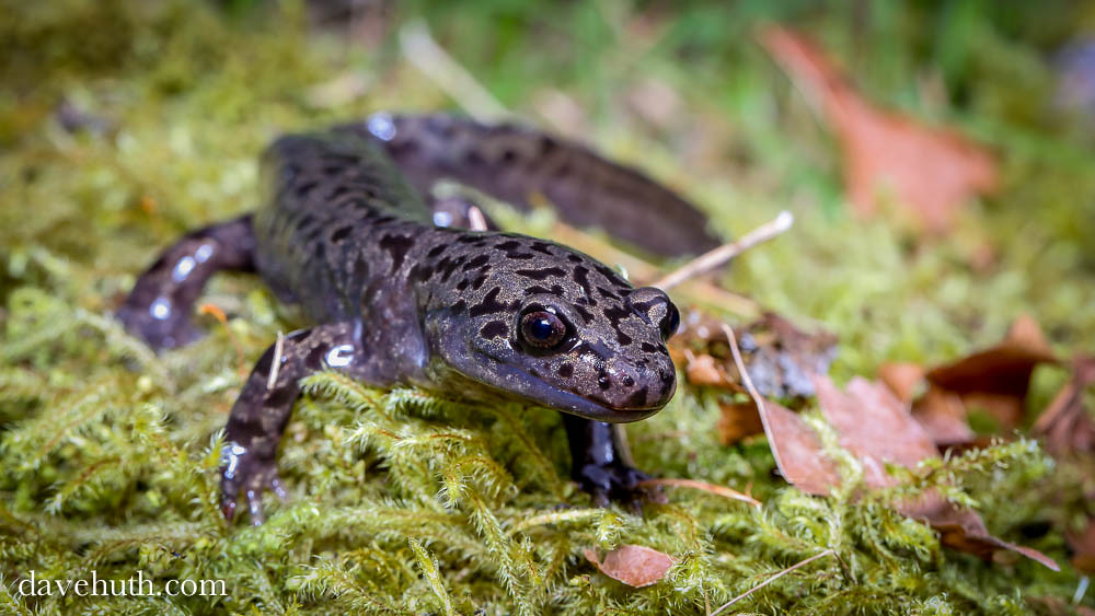 Pacific Giant Salamander (Dicamptodon tenebrosus) - rare terrestrial adult