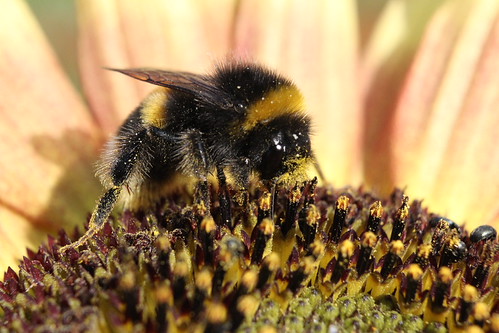 Bee on sunflower | by Penny Johnson 101