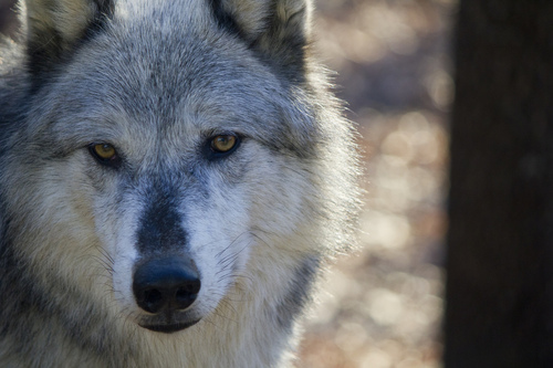 Wolves | by botdfbvbrevenge