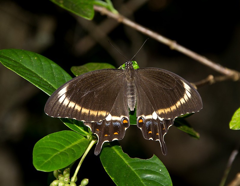Capaneus Butterfly