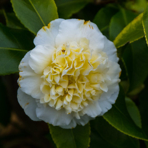 White camellia