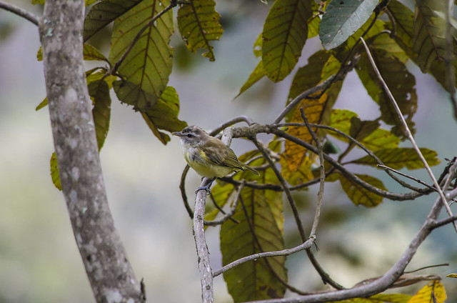 brown-capped vireo