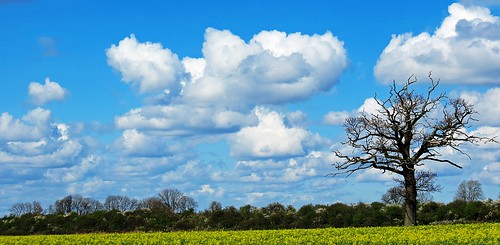 blue light sky cloud sun tree skyscape bedford scenic bedfordshire vista felton rapeseed lumen oilseedrape cardington robertfelton