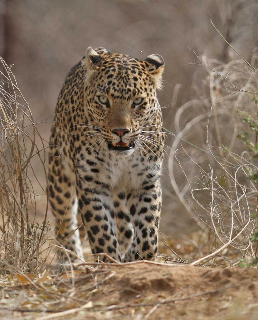 Leopard, Ranthambore, India