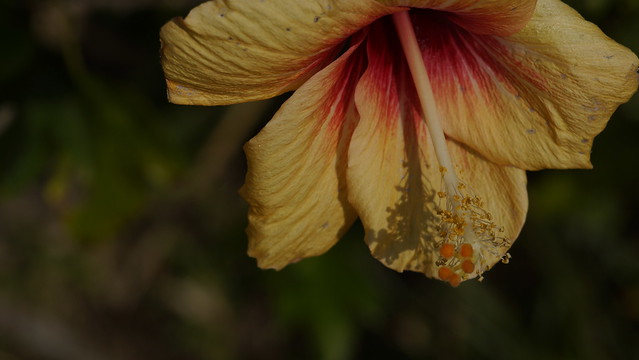 木槿屬 Hibiscus
