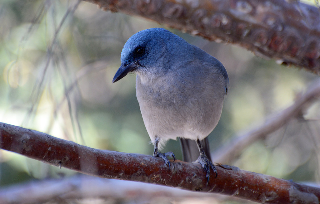 21 Different Types of gray birds that you can find in North America