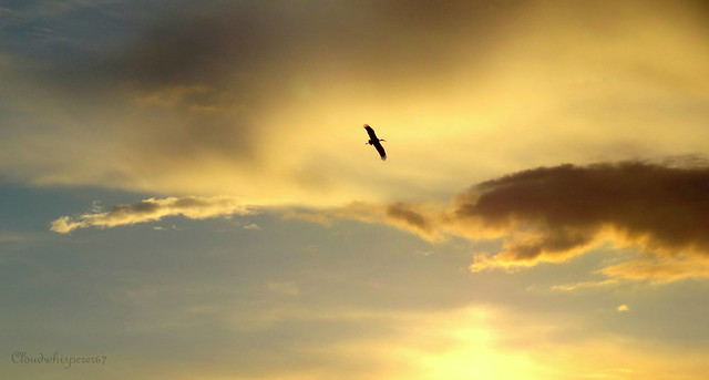 Storck silhouette in the golden sky