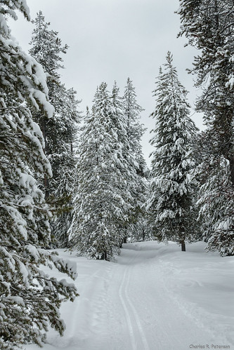 trees winter snow monochrome landscape skiing idaho harrimanstatepark fremontcounty charlesrpeterson petechar sonyrx100m3