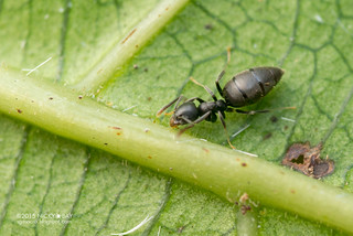 Ant (Technomyrmex sp.) - DSC_0555