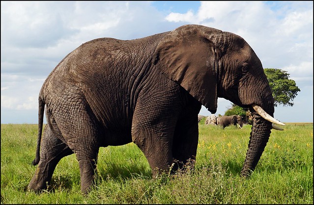 Elephant with Elephant