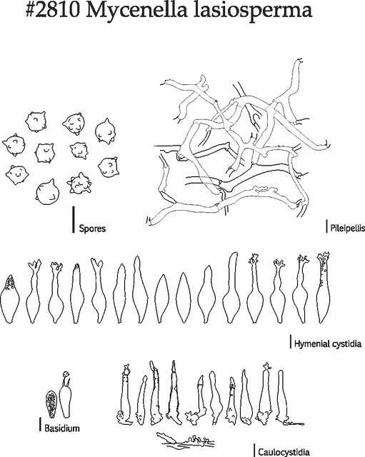 Mycenella lasiosperma, a sketch of microstructures