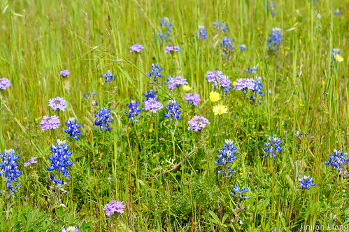 usa flower geotagged spring texas unitedstates sony alpha wildflower whitehall navasota a55 2013 geo:lat=3027570667 geo:lon=9597273500