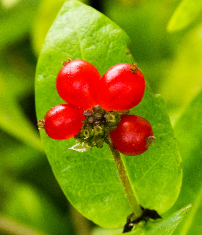 Ripening honeysuckle berries