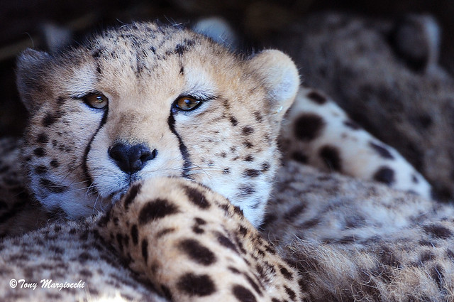 Cheetah Cub wakes-1