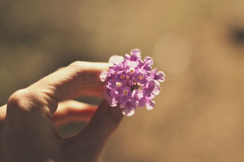 Delicate | by emmajoellee