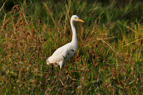 Intermediate egret | by Moth Clark