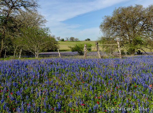 landscape nikon wildflowers bluebonnets texaswildflowers wildfowers texasbluebonnets texaslandscape nikon2470mmf28g nikond7000 bluebonnets2014