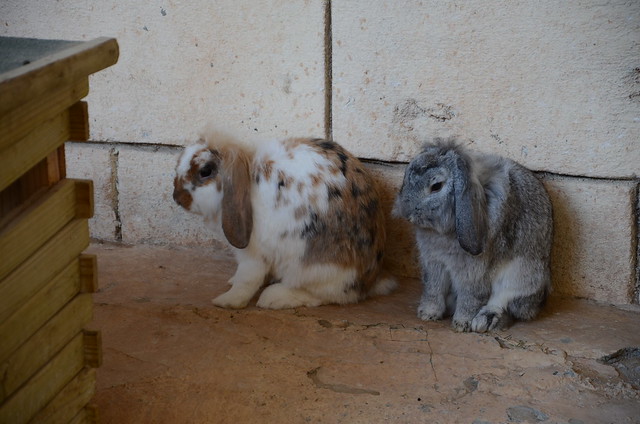 Holland Lop or Lop- eared rabbits
