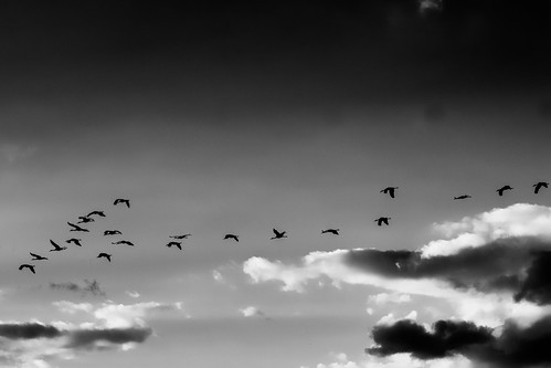 blackandwhite bw birds animal wisconsin unitedstates leeds cranes ©jrj ►longleggedwaders