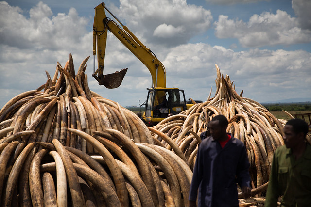 Kenya's Great ivory burn-7515