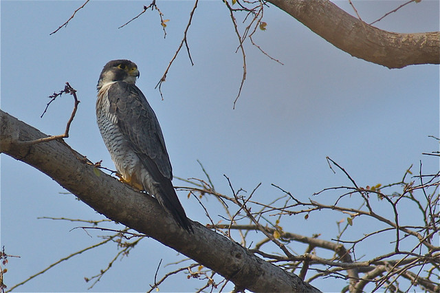 Peregrine Falcon, Tadoba Tiger Reserve, India