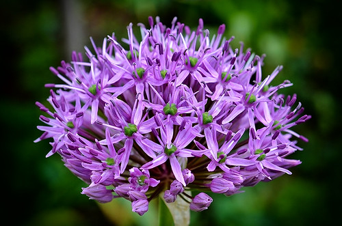 Spring 2013 | by jgaviria