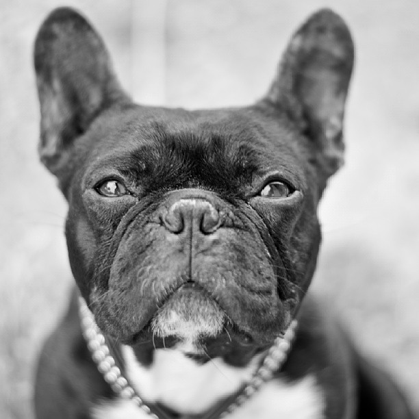 Pets #dogs #bulldog #pets #perros #potraits #blackandwhite… | Flickr