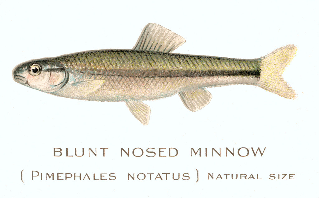 BluntNosed, Blunt Nosed fish minnow, NYS DEC