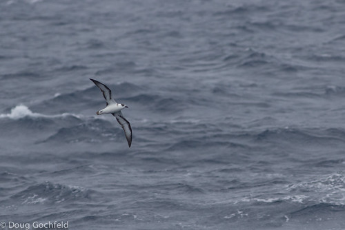 Black-capped Petrel | by Doug Gochfeld