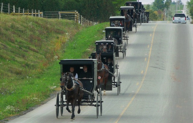Happy Fence Friday - Amish Buggy Convoy