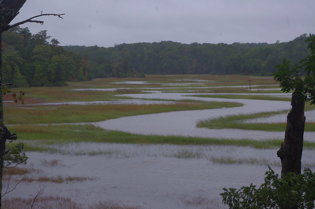 The marsh in a storm surge