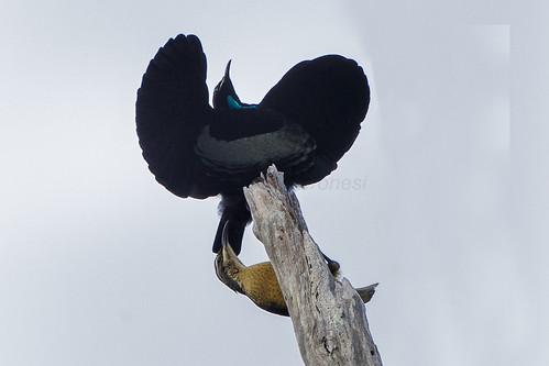 Victoria's Riflebird courtship - Lake Eacham - Queensland_S4E8070