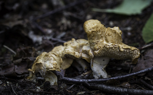 mushroom fungus hydnumrepandum