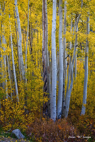 wood autumn trees orange white mountain mountains tree fall nature colors beautiful beauty leaves yellow forest season landscape outdoors gold golden leaf colorado colorful view natural scenic rocky foliage bark western trunk aspens birch wilderness aspen gunnisoncounty independancepass jamesinsogna